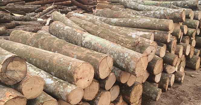 Gỗ keo là gỗ gì? Có tốt không? Ưu nhược điểm và ứng dụng trong đồ gỗ nội thất