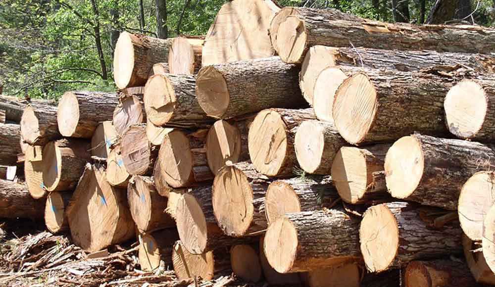 Gỗ thông là gỗ gì? Đặc điểm gỗ thông? Cách phân biệt các loại gỗ thông hiện nay